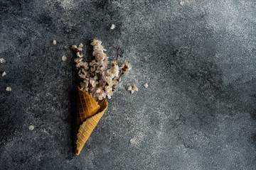 Spring floral concept with apricot blossom