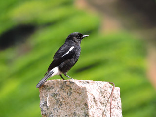 blackbird on a stone