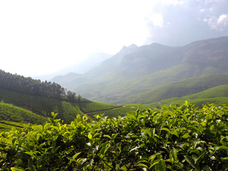 Fototapeta na wymiar beautiful tea hills