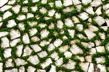 light beige colored small paving stones with green grass growing between the joints in day light in...