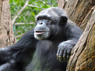 chimpanzee 