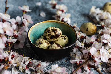 Spring floral concept with apricot blossom