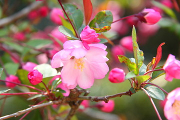 ハナカイドウ02