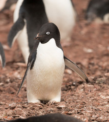 antartica frozen continent  wildlife exotic travel