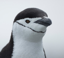 antartica frozen continent  wildlife exotic travel