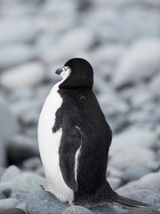antartica frozen continent  wildlife exotic travel
