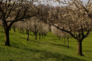 Die Kirschenbäume auf dem Feld