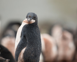 antartica frozen continent  wildlife exotic travel