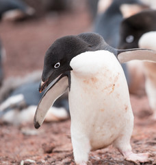 Naklejka premium antartica frozen continent wildlife exotic travel