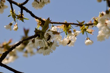 Die Kirschblüte und die Biene