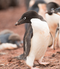 Naklejka premium antartica frozen continent wildlife exotic travel