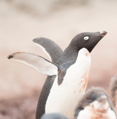 Naklejka premium antartica frozen continent wildlife exotic travel