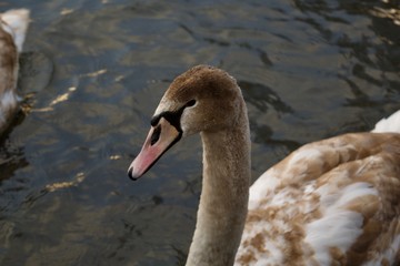 Der Schwan