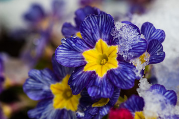 Blue primrose flowers