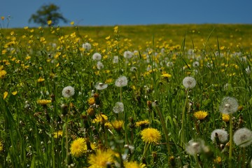 Die Blumen im Frühling