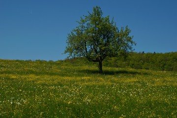 Fototapeta na wymiar Die Kirschenbäume auf dem Feld