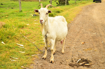 Fototapeta premium Naturaleza en su mejor expresion