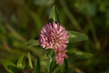 Der Wiesenklee in der Morgenstunde