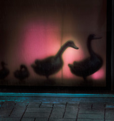 escapism, duck