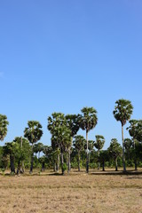 Palm trees and blue sky background 