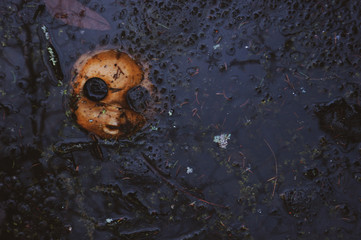 the dirty and scary face of a doll in a black forest lake, inspires fear like in a horror movie, an...