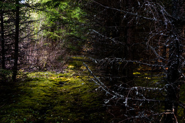 mystical spruce forest in the sunshine, a fabulous place © Максим