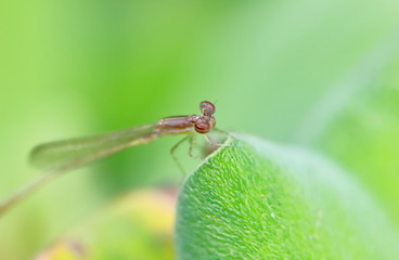Macro picture of dragonfly in the nature
