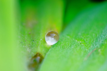 Green background made of fresh plants. Natural texture