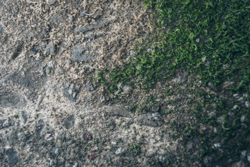 Moss green texture. Moss background