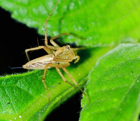 Macro Photography of Jumping Spider on Green Leaf