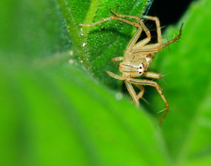 Macro Photography of Jumping Spider on Green Leaf