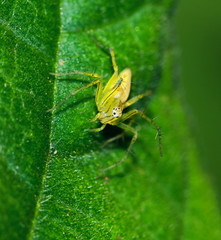 Macro Photography of Jumping Spider on Green Leaf