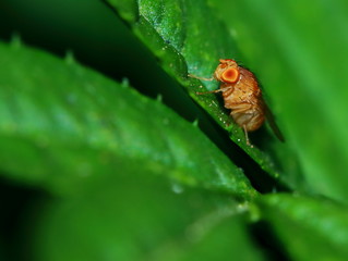 Small fly insects in macro photography on background