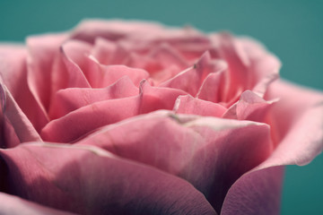 pink rose petals