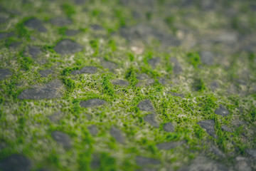 Moss green texture. Moss background