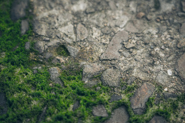 Moss green texture. Moss background