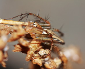 Macro Photography of Jumping Spider on Green Leaf