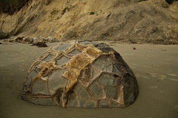 Die Moeraki Boulder
