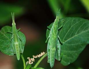green grasshopper is masked among green leaves in sunny