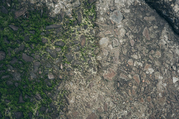 Moss green texture. Moss background
