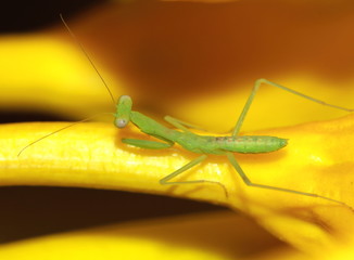 Praying Mantis Insect on a flower in the garden