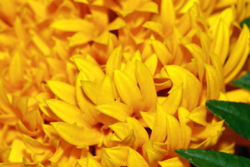 Beautiful and colorful golden yellow marigold flower