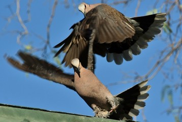 Close up of two Cape Turtle Doves on a roof