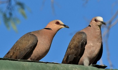 Close up of two Cape Turtle Doves on a roof