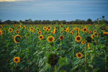 sunflower field