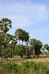 Palm trees and blue sky background,Sugar Palm or Toddy Palm.