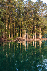 Papebark tree standing in a quiet lake with reflection in water