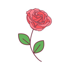 vector cute single rose. pink rose with green leaves on a long green stem