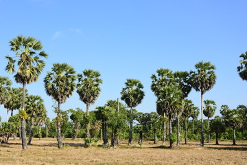 Fototapeta na wymiar Palm trees and blue sky background,Sugar Palm or Toddy Palm.