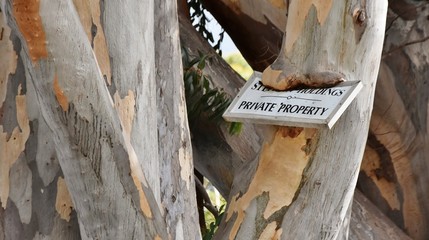 Close up of an Eucalyptus tree eating a private property sign